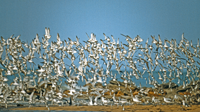 Riesige Vogelschwärme bevölkern die Ufer der Roebuck Bay